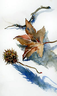 sweetgum pods and leaves