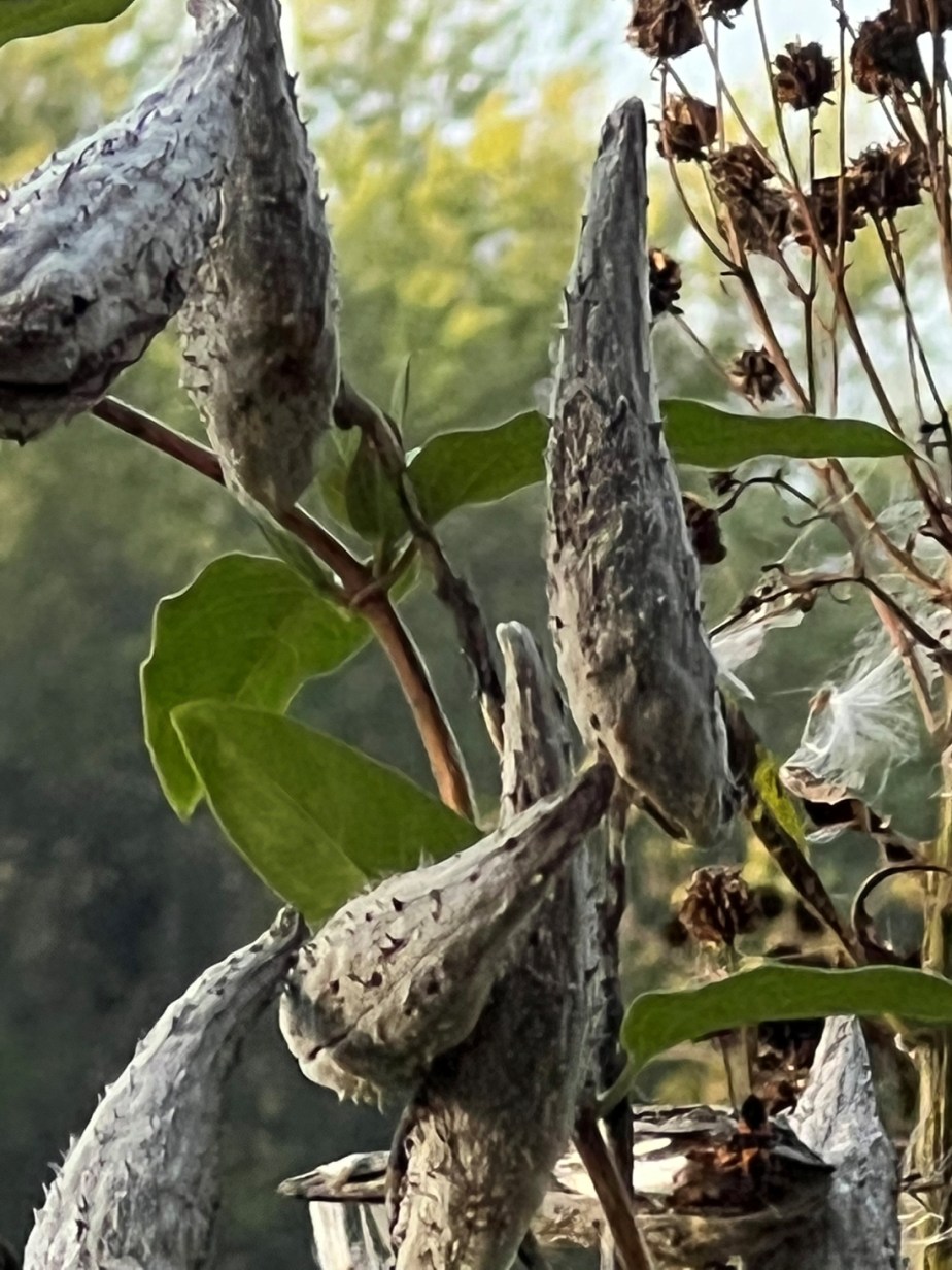 Seeds, Seasons and&nbsp;Sprouting