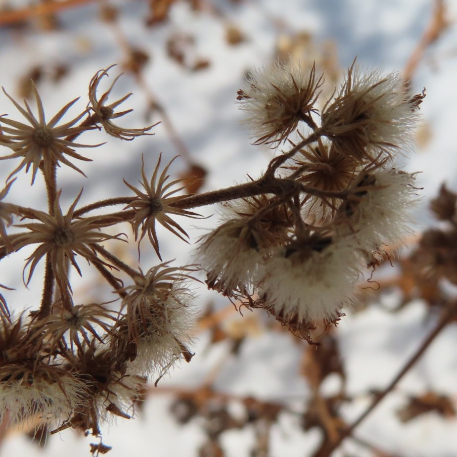 Mistflower seeds on stalks standing above the snow