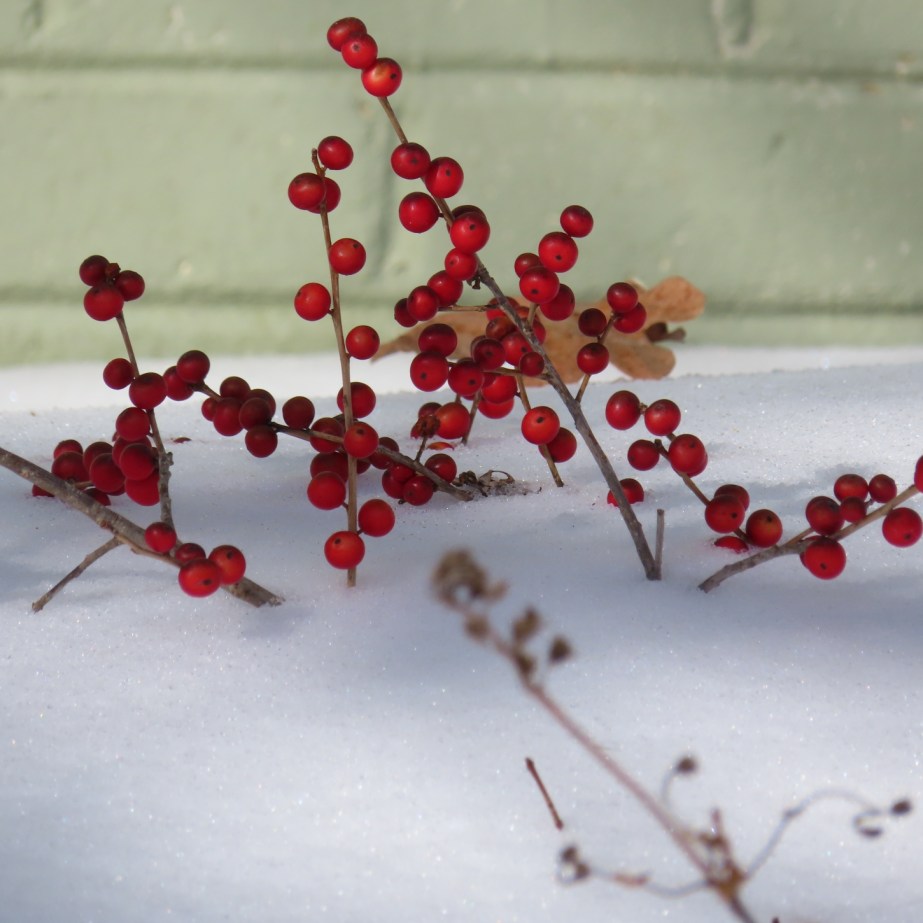 Winterberr branches grow clusters of small round fruit that are a favorite of birds.